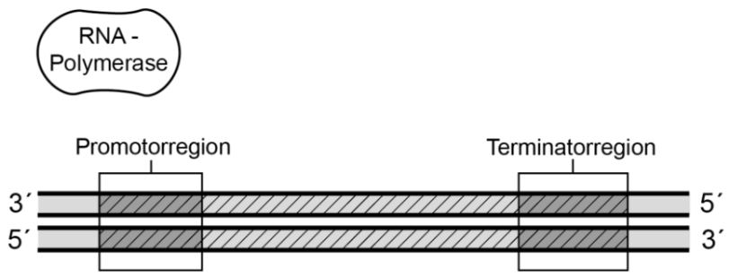 Schematische Darstellung der Transkription mit RNA-Polymerase, Promotor- und Terminatorregion am DNA-Strang